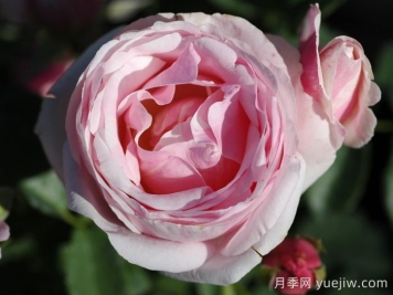 月季推荐，戴尔巴德情书月季