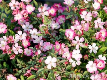 月季推荐，杏花雨