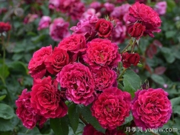 月季推荐，红丘月季