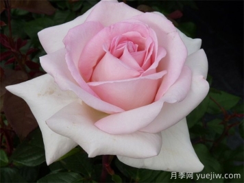 月季推荐，园艺王子月季