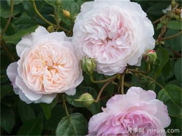 月季推荐，奥尔布莱顿月季