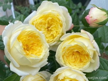 月季推荐，柠檬雪酪月季