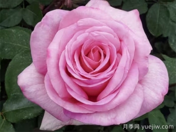 月季推荐，甜蜜诉说月季