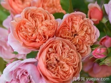 月季推荐，丝绸之路月季