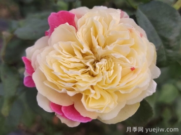 独具特色的风月月季哟哪些优缺点？