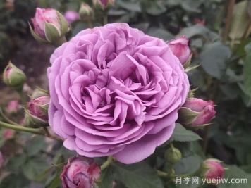 优秀的切花：紫雾泡泡月季