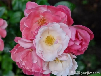 玫瑰浪漫月季/火蛋白石/蔷薇浪漫/格莱特