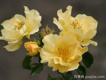 科洛马月季