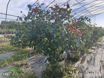 ​老龄月季更新如何修剪和保护芽？