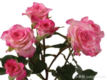 演讲之花月季