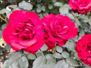 月季作为常见的家庭花卉，与家居风水有关系吗？