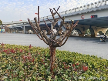 月季冬剪如何处理？修剪有哪些注意事项？
