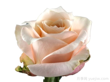 漂亮枕头月季