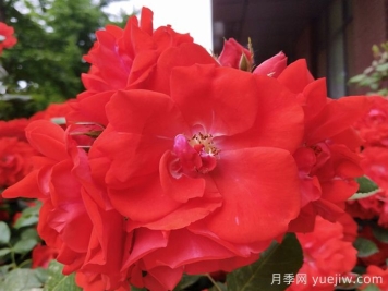 橘红潮月季/橙色波浪(Kordes)