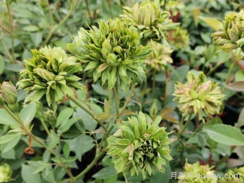 绿萼月季的发展简史