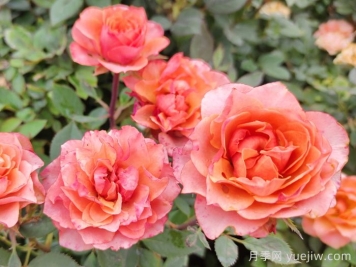 月季为什么叫月季？锈病怎么防治？