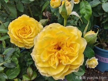 月季花的基本知识有哪些？