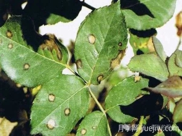 夏天月季发生炭疽病，该如何有效防治？