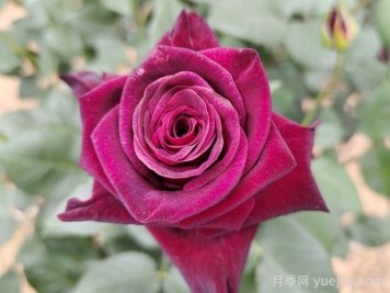 黑色月季苗有哪些？星巴克，黑美人，黑魔术，黑旋风