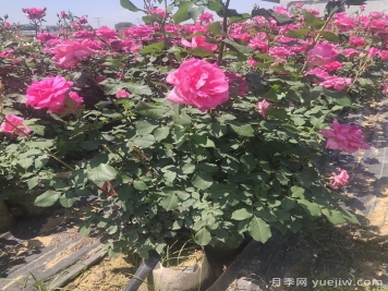 山东潍坊青州市的月季批发基地价格