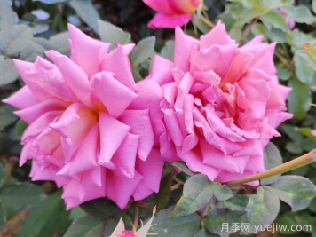 月季花开得丑是不对版吗​？