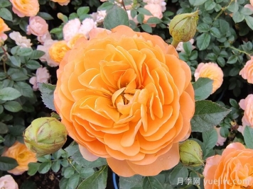 第一波春花不标准？这些因素或是罪魁祸首