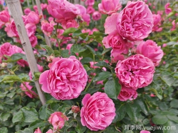 8种高颜值又好养的月季花，唯美惊艳