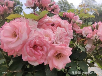 藤本樱霞月季，劳模界的冠军！