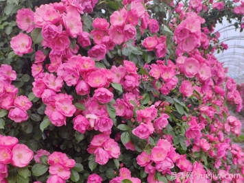 四季如春的花园，一定有棵四季藤本月季！