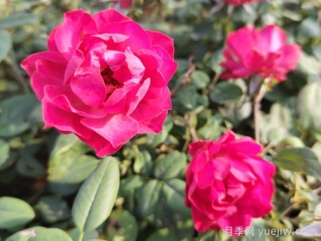 美丽樱桃月季值得入手吗？低维护明星