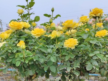 阳台贝壳月季能长多高？