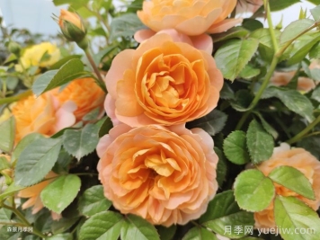 哪些月季不适合作为切花？