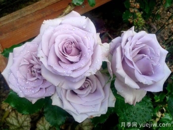 海洋之歌月季是藤本还是灌木？