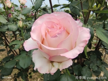 爱莎玫瑰和艾莎月季有什么区别？