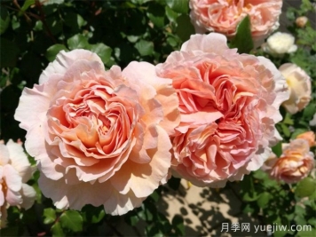 最耐阴的月季花推荐