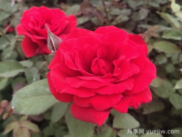 月季花有什么颜色？10大色系