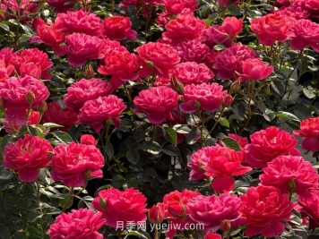 绝色果汁月季介绍和优缺点