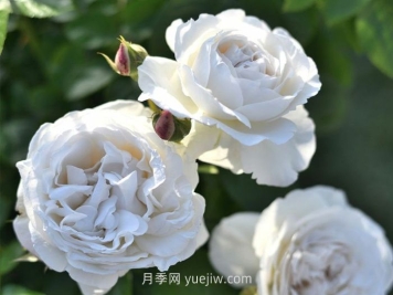 巴普洛娃月季介绍和优缺点