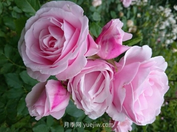 情书月季介绍和优缺点