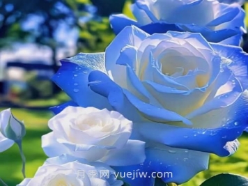 碎冰蓝月季介绍和优缺点