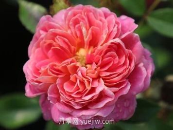 宝藏月季介绍和优缺点