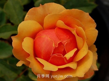 回眸月季介绍和优缺点