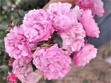 圣奥诺雷月季介绍和优缺点