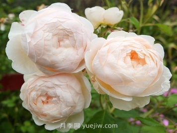 温德米尔月季介绍和优缺点 温德米尔月季介绍和优缺点