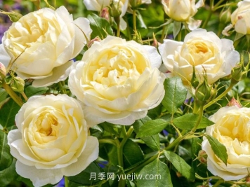 凡妮莎贝尔月季介绍和优缺点