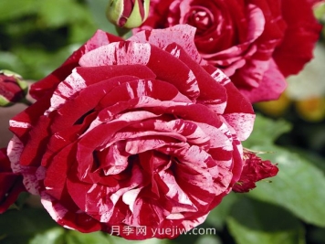 最佳印象月季介绍和优缺点