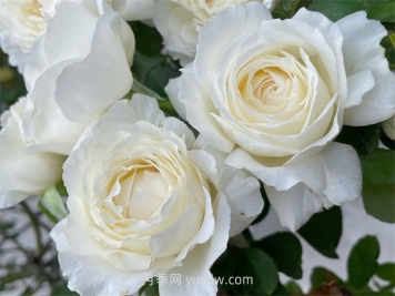 保罗二世月季介绍和优缺点