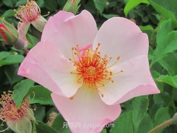 仙女罗瑟琳月季介绍和优缺点