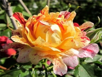 尼梅特月季介绍和优缺点