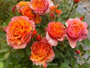 永远的艾帕索月季和铜管乐队月季哪个更好？